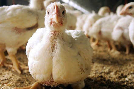 Chủng virus được phát hiện tại các trang trại ở bang Victoria đều thuộc chủng H7N3. (Ảnh: AFP/TTXVN)