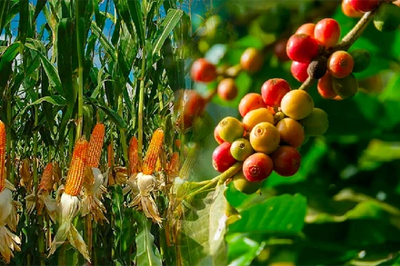 Dòng tiền đầu tư đạt mức cao kỷ lục từ đầu năm