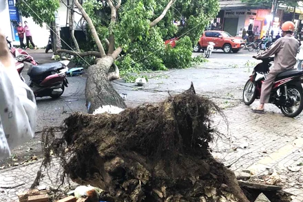Một cây xanh hàng chục năm tuổi trên đường Y Jút, thành phố Buôn Ma Thuột bị bật gốc đổ ngã ra đường vào chiều 22/4.