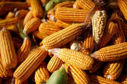 Ảnh minh họa. (Nguồn: reuters)