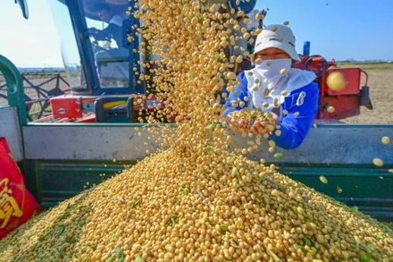 Ảnh minh họa. (Nguồn: THX/TTXVN)