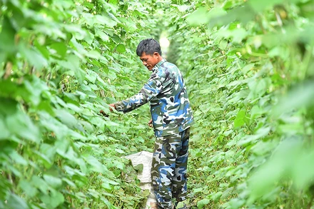 [Ảnh] Những người nông dân nơi vùng chiến khu xưa