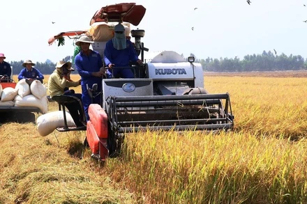 Nông dân thu hoạch lúa trên cánh đồng xã Buôn Choach, huyện Krông Nô, tỉnh Đắk Nông.