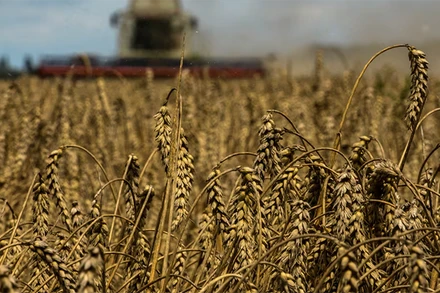 Ảnh minh họa. (Nguồn: Reuters)