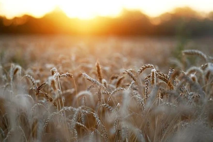 Ảnh minh họa. (Nguồn: Reuters)