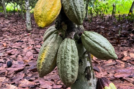 Ảnh minh họa. (Nguồn: Reuters)