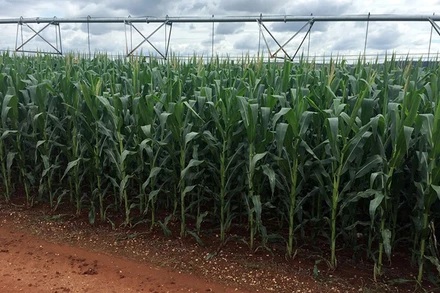 Ảnh minh họa. (Nguồn: Reuters)