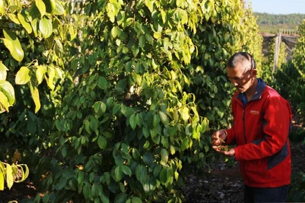 Hồ tiêu hữu cơ nhiều cơ hội chinh phục thị trường EU.