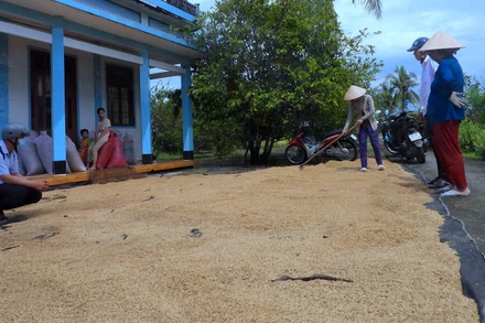 Nông dân ấp Nguyễn Tòng (xã Biển Bạch Đông, huyện Thới Bình, Cà Mau) tranh thủ trời nắng hiếm hoi phơi lúa sau thu hoạch. 