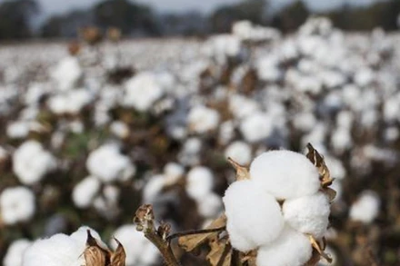 Ảnh minh họa. (Nguồn: Reuters)