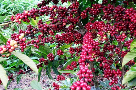 Ảnh minh họa. (Nguồn: Reuters)