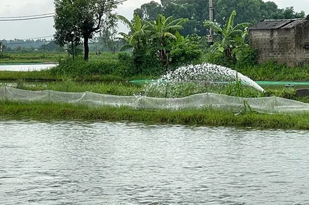 Nhiều khu vực nuôi trồng thủy sản bị ngập ở huyện Tứ Kỳ phải tổ chức tiêu úng.