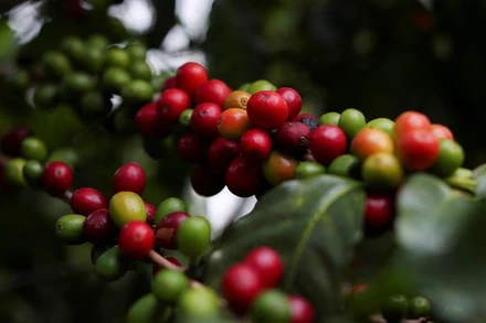 Ảnh minh họa. (Nguồn: Reuters)