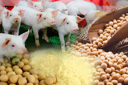 Trung Quốc nhập khẩu mạnh đậu tương có thể khiến giá nguyên liệu thức ăn chăn nuôi tăng
