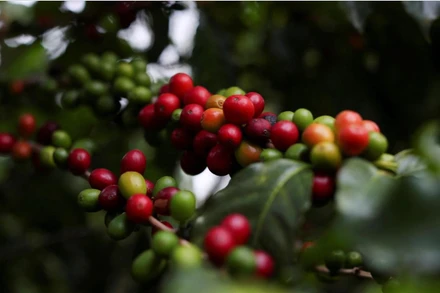 Ảnh minh họa. (Nguồn: Reuters)