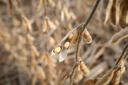Ảnh minh họa. (Nguồn: Reuters)