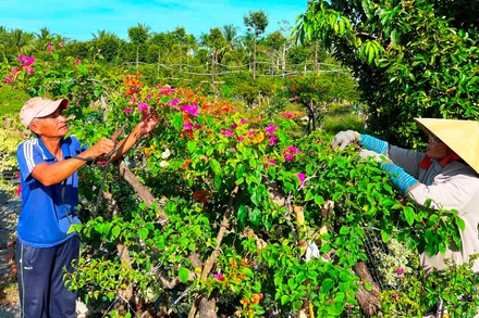 Người dân làng hoa giấy Phú Sơn chuẩn bị sản phẩm hoa giấy để giao cho thương lái.