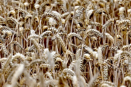 Ảnh minh họa. (Nguồn: Reuters)