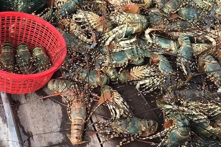 Ảnh hưởng mưa bão tôm hùm nuôi tại thị xã Sông Cầu chết hàng loạt, người nuôi thiệt hại nặng.