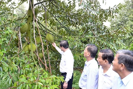 Lãnh đạo tỉnh Tiền Giang kiểm tra vườn sầu riêng đạt tiêu chuẩn xuất khẩu tại xã Ngũ Hiệp, huyện Cai Lậy, tỉnh Tiền Giang.