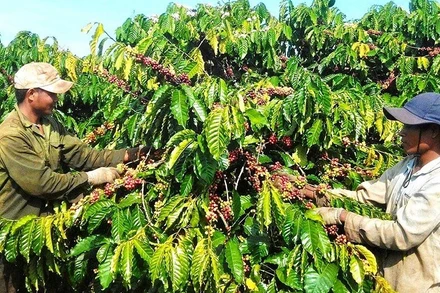 Hiện Đắk Nông có khoảng 200 hợp tác xã, hơn 200 tổ hợp tác hoạt động trong lĩnh vực nông nghiệp, với doanh thu bình quân trong năm 2022 lần lượt ước đạt 1,5 tỷ đồng/năm và 220 triệu đồng/năm.