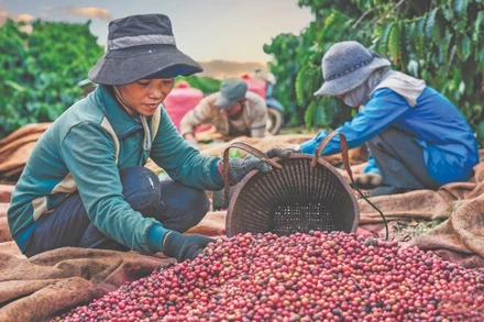 Thu hoạch cà phê. (Ảnh: Phan Nguyên)