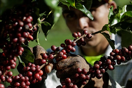 Ảnh minh họa. (Nguồn: Reuters)