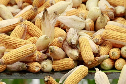 Ảnh minh họa. (Nguồn: Reuters)