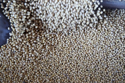 Ảnh minh họa. (Nguồn: Reuters)