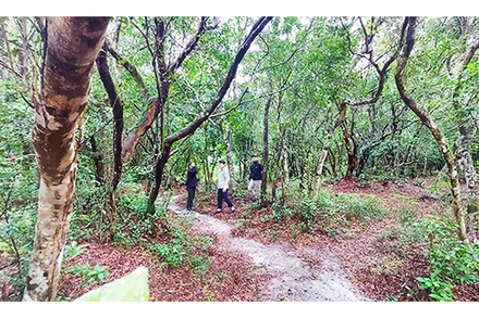 Rừng nguyên sinh Đông Dương có hơn 150 cây dược liệu, rất nhiều cây dược liệu quý hiếm.