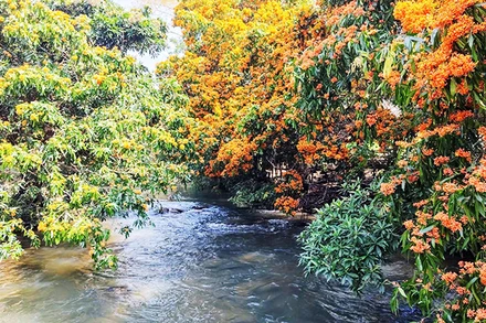 Sắc hoa trang bên suối