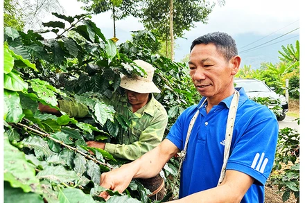 Cây cà-phê gắn đời với anh Lầu Chồng Lử và lớp thanh niên đầu tiên về Ẳng Nưa.