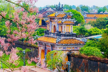 Sắc hoa ngô đồng trong Đại Nội. Ảnh: ĐÌNH HOÀNG