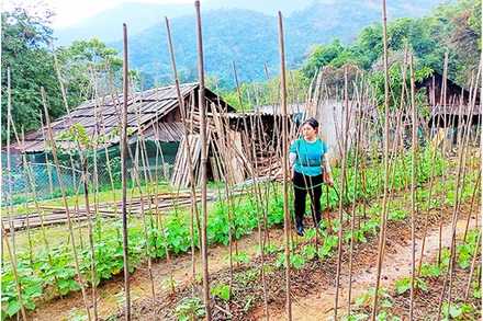 Ngay sau lũ, bà con xã Tà Cạ tranh thủ trồng rau, nuôi gà để phục vụ Tết Quý Mão 2023.