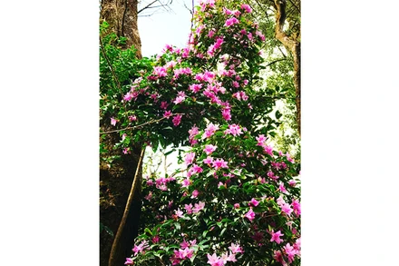 Mùa đỗ quyên trong mây