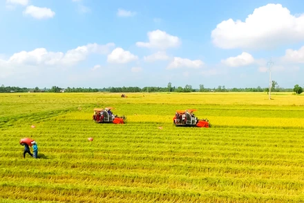 Thu hoạch lúa theo quy trình sản xuất lúa chất lượng cao, phát thải thấp tại Cần Thơ.