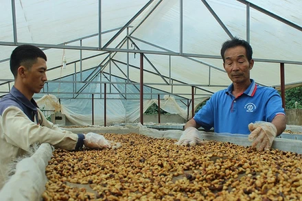 Sản phẩm cà-phê hữu cơ Heli thay thế cà-phê chồn của Hợp tác xã Bích Thao Sơn La (Ảnh minh hoạ)