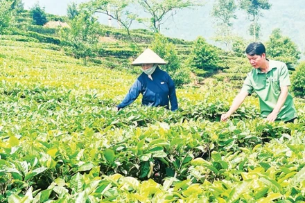 Nông dân xã Nậm Búng, huyện Văn Chấn thu hái chè shan tuyết