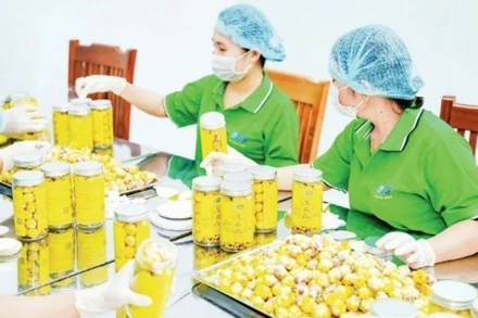 Đóng gói trà hoa vàng tại Hợp tác xã Trường Sơn, Lục Nam, Bắc Giang.