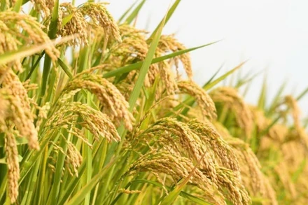 Ngành nông nghiệp vươn tới thị trường toàn cầu