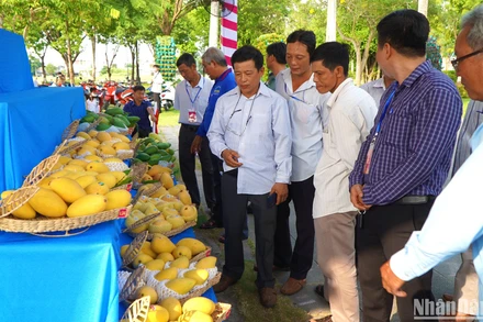 Người dân tham quan, chiêm ngưỡng các trái xoài ngon.