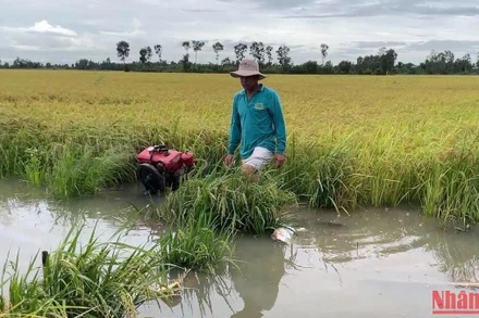 Người dân đặt máy bơm để bơm nước cứu lúa.