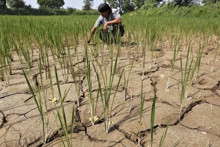 Một nông dân đang nhổ bỏ cây chết khô trên cánh đồng hạn hán ở ngoại ô Ahmedabad, Ấn Độ, tháng 9/2015. (Ảnh: Reuters)