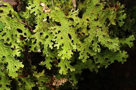 Ảnh minh họa. (Nguồn: fungi-journal)