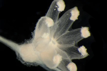 Chiêm ngưỡng các loài sinh vật lần đầu được phát hiện dưới đáy biển sâu