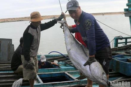 Ngư dân tàu cá PY 95345 TS đang bốc dỡ cá ngừ lên bờ tại cảng cá Phú Lạc, thị xã Đông Hòa, Phú Yên.