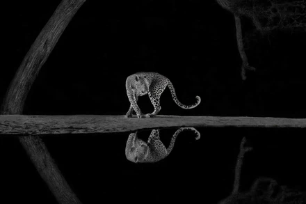 [Ảnh] Ấn tượng các tác phẩm đoạt giải “Nhiếp ảnh Thiên nhiên Thế giới 2024”