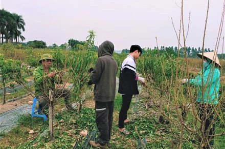 Tập trung chuẩn bị cho đào nở hoa. (Ảnh: Minh Minh)