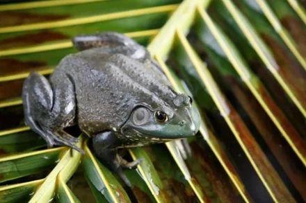 Ếch là sinh vật ngoại lai gây ảnh hưởng lớn nhất tại châu Âu. (Nguồn: euronews) 