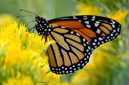 Bướm vua di cư hiện là loài nguy cấp trong Sách đỏ IUCN. (Ảnh: IUCN)